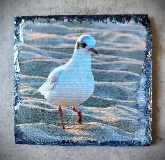 DDV Mouette
